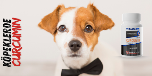 KÖPEKLERDE CURCUMIN KULLANIMI