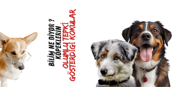 KÖPEKLER HANGİ KOKULARI SEVER? BİLİMİN CEVAPLADIKLARI VE ARMOR COAT SPREYLERİNİN SIRRI