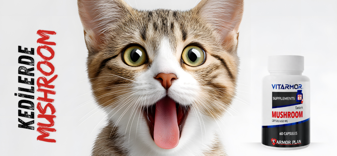 KEDILERDE ARMOR PLAN MUSHROOM KULLANIMI