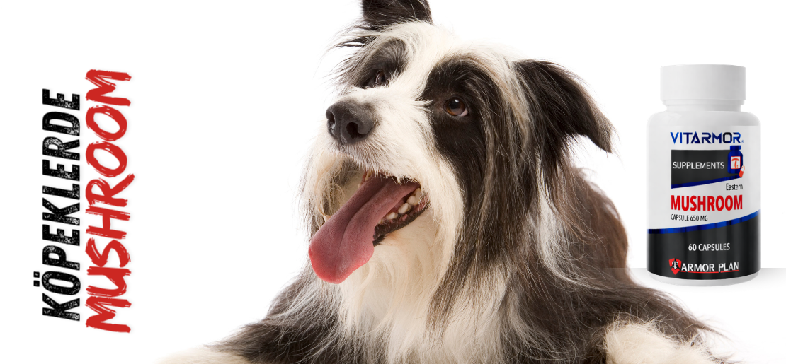 KÖPEKLERDE MUSHROOM KULLANIMI