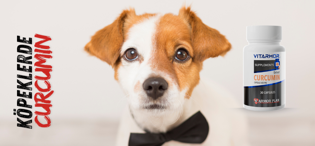 KÖPEKLERDE CURCUMIN KULLANIMI