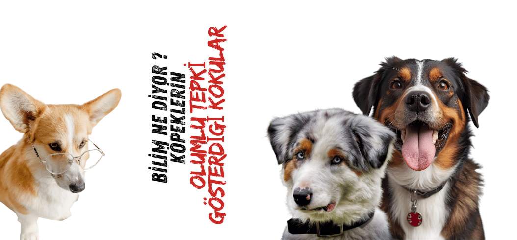 KÖPEKLER HANGİ KOKULARI SEVER? BİLİMİN CEVAPLADIKLARI VE ARMOR COAT SPREYLERİNİN SIRRI